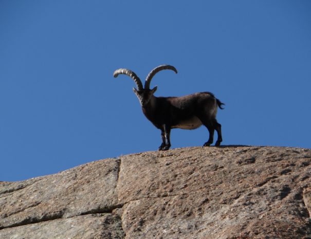 Adult spanish ibex Macho Cabra montes Gredos Wilextours-min
