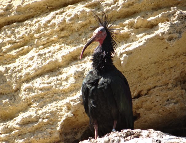 Bald ibis Ibis eremita Wilextours-min