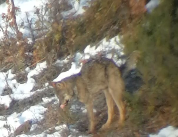 Iberian Wolf Lobo Iberico estirando Wilextours
