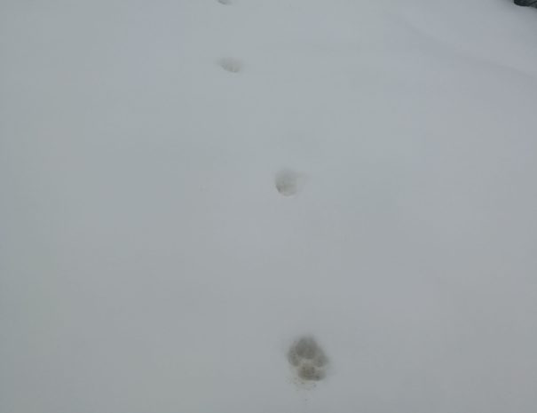 Iberian wolfe footprint Wilextours